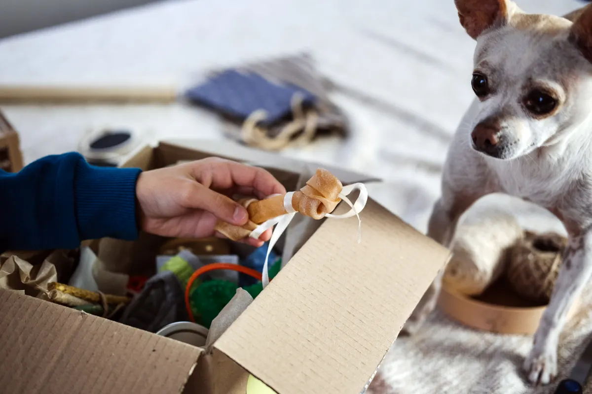 Pet ecommerce marketing agency: kids hand put bone in Pet Subscription Box for Dogs. Chihuahua dog and Subscription pet box with Organic Treats, Fun Toy, Bully Sticks, All-Natural Chews and seasonal gear.