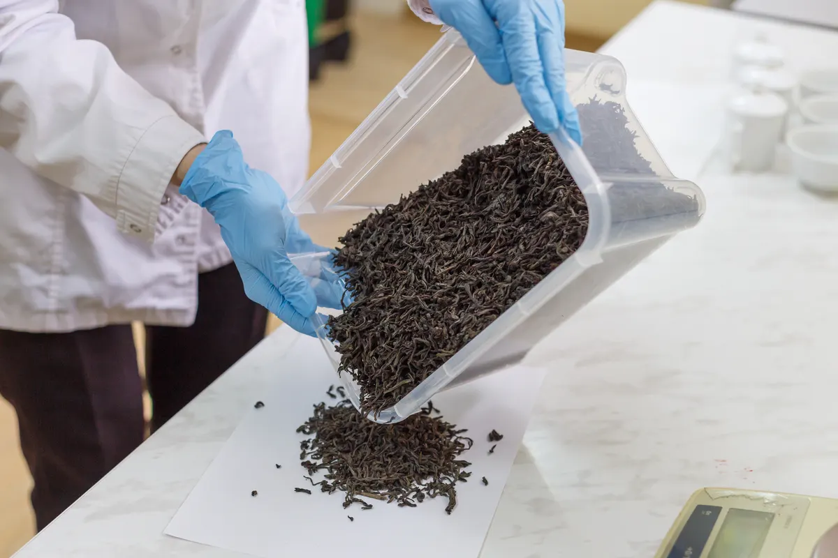 Specialty tea marketing agency: quality lab of big tea processing facility.
