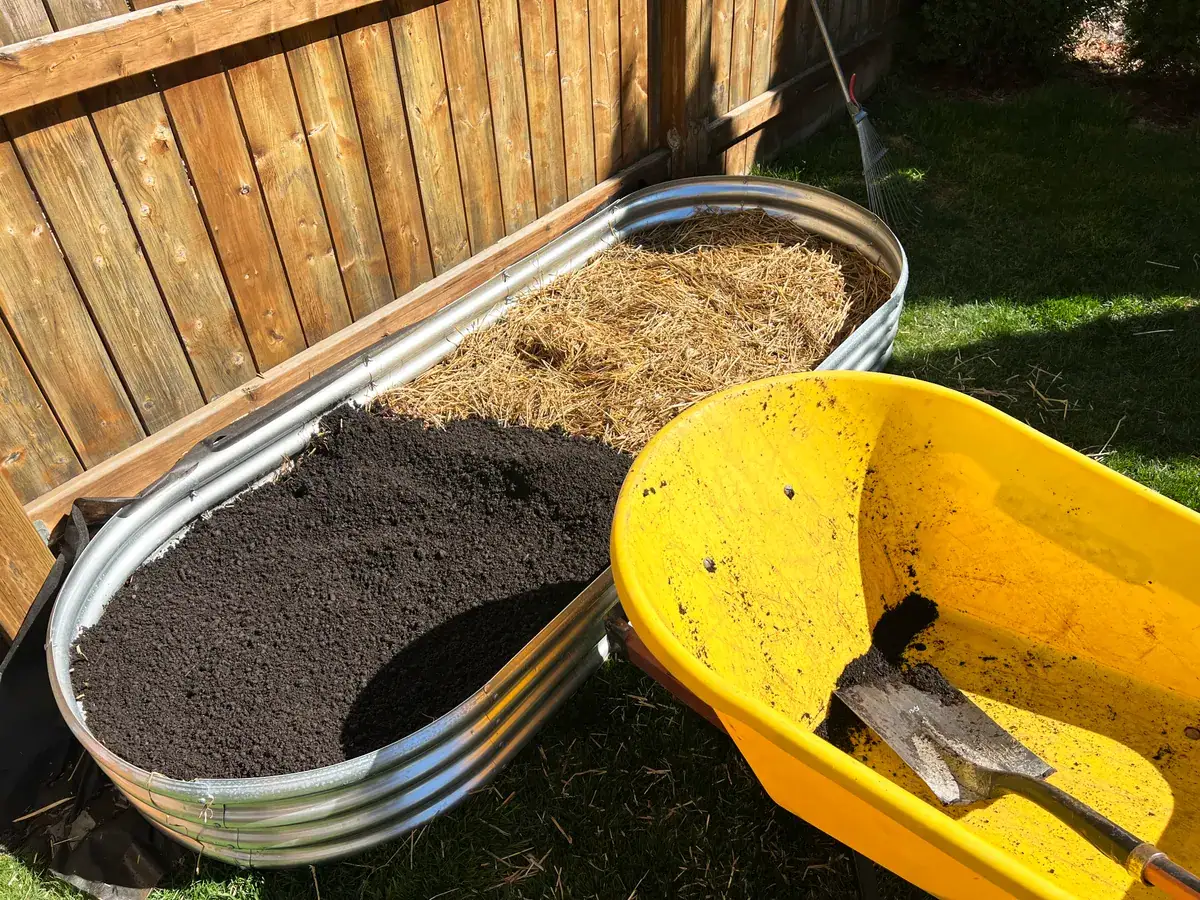 Raised bed & planter marketing agency: vegetable garden with galvanized metal raised beds is being prepped with straw beneath soil.