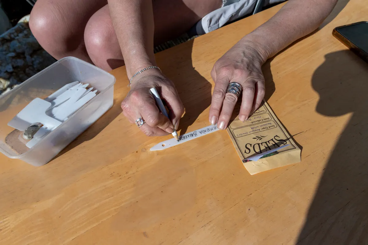 Seed marketing agency: woman working in garden, dead-heading daffodils and sowing seeds,.