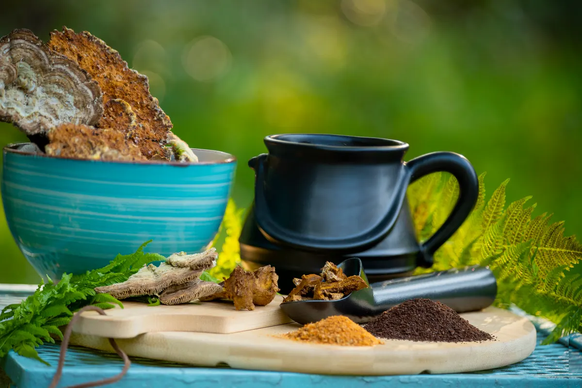 Mushroom supplement marketing agency: chaga and Turkey’s tail, Trametes versicolor mushroom. Mushroom coffee chaga superfood. Dried mushrooms and and a cup of coffee. Healthy organic energizing adaptogen, endurance boosting food.