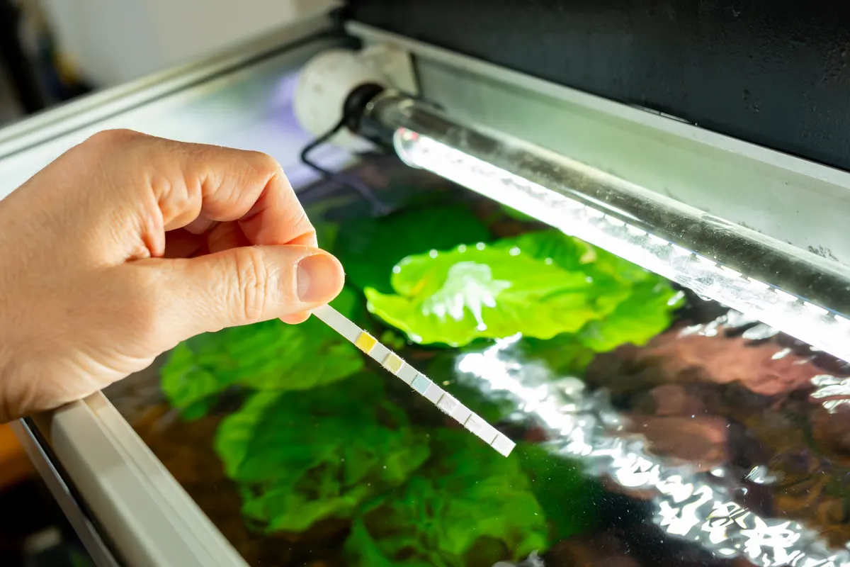 Aquarium supply marketing agency: hand holding aquarium test strip pads to check aquarium parameters in a freshwater aquarium.