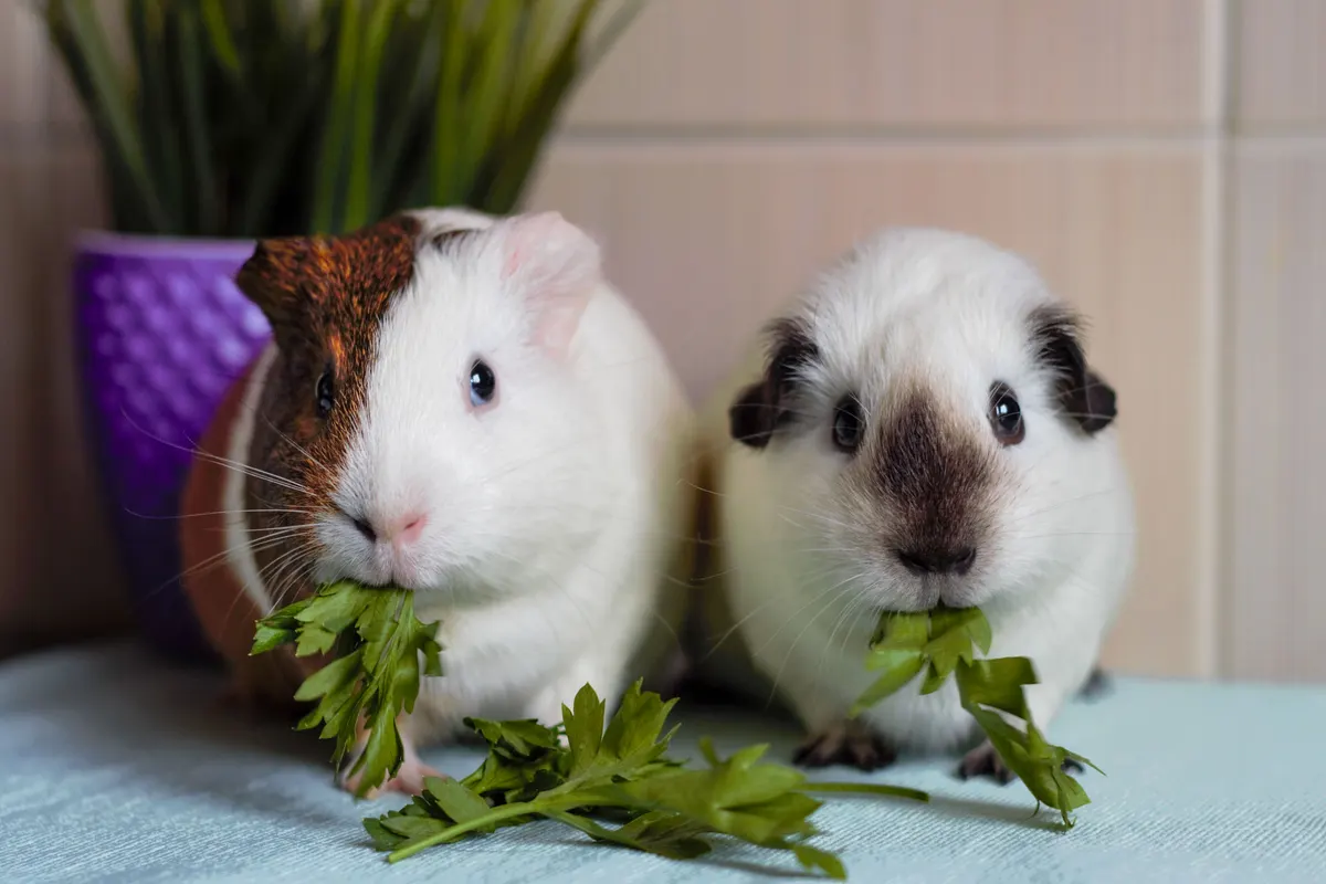Bird & small animal supply marketing agency: two cute guinea pigs the best domestic animals.