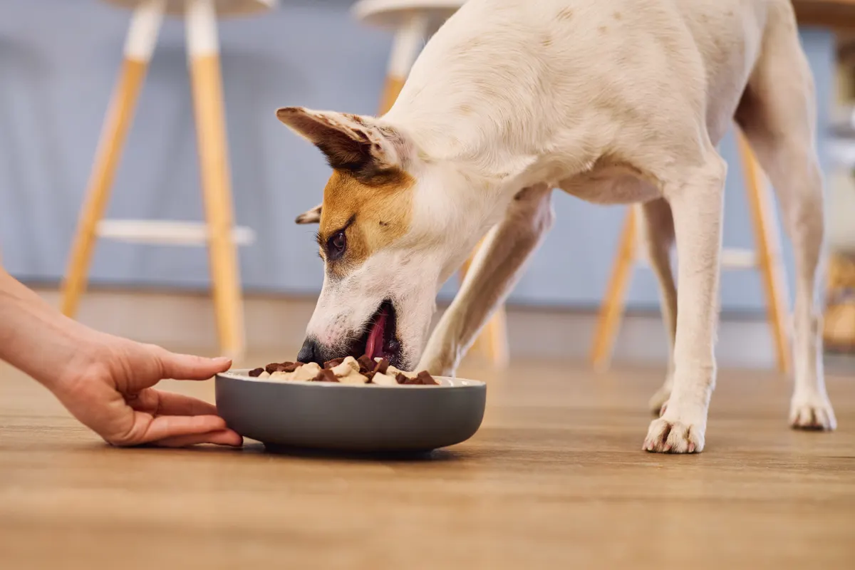 Dog food marketing agency: feeding hungry dog with a bowl of dry food.
