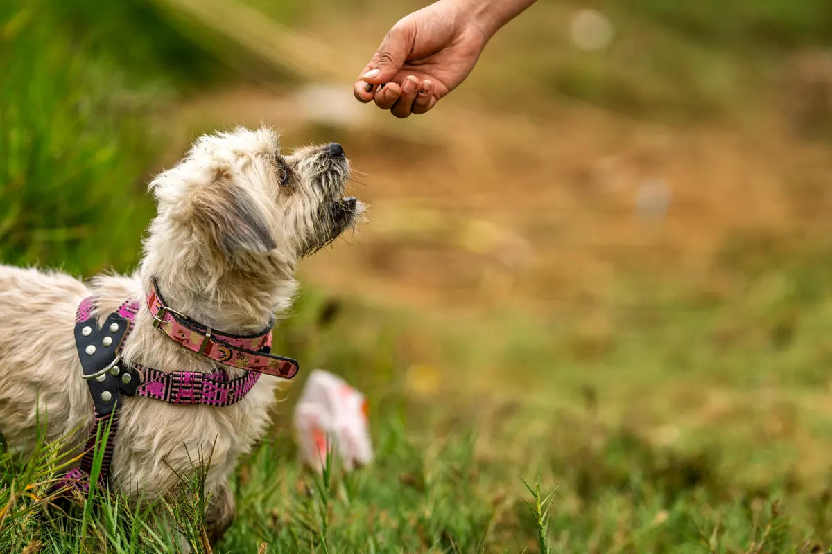 Dog treat marketing agency: dog receiving treat from hand during outdoor training.