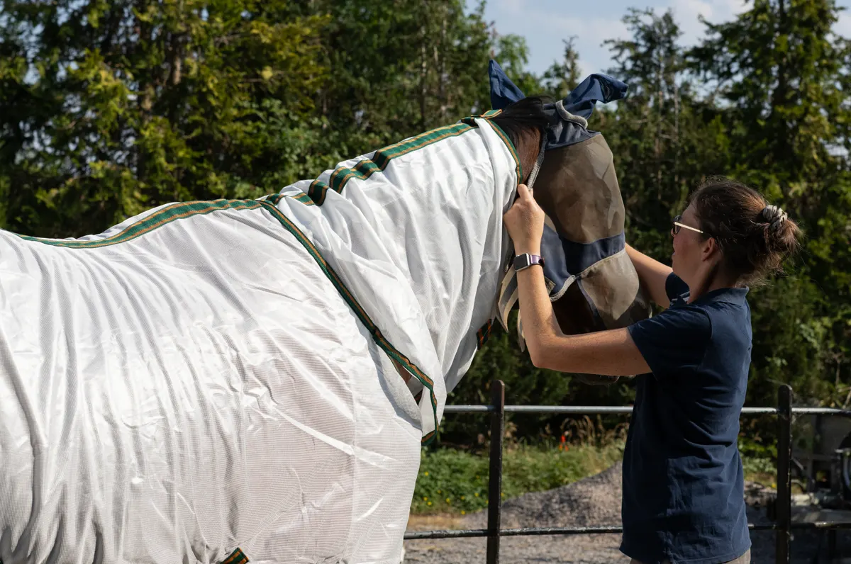 Equestrian supply marketing agency: horse Having Fly Mask Put On.