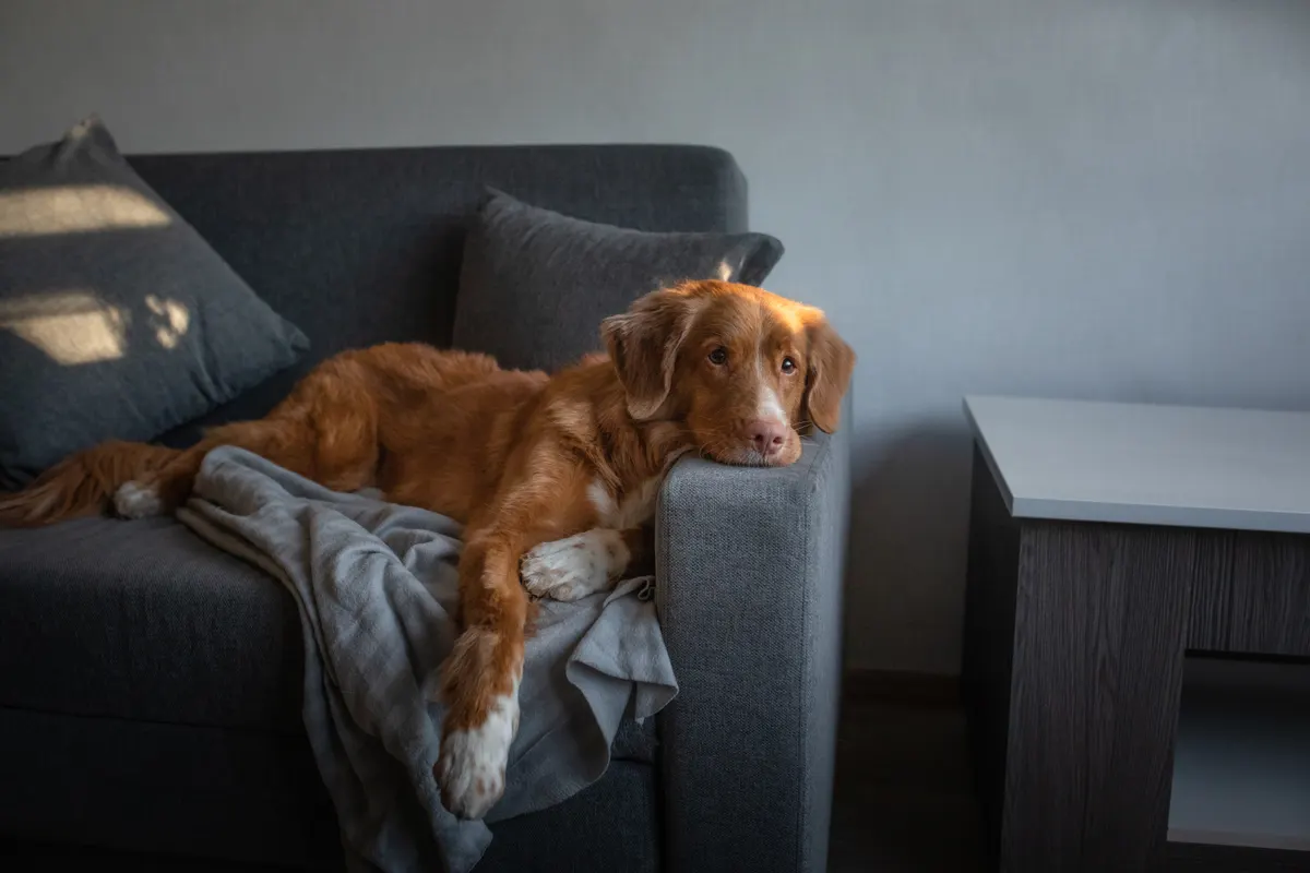 Pet furniture marketing agency: the dog is lying at home on the couch. Nova Scotia Duck Tolling Retriever resting.