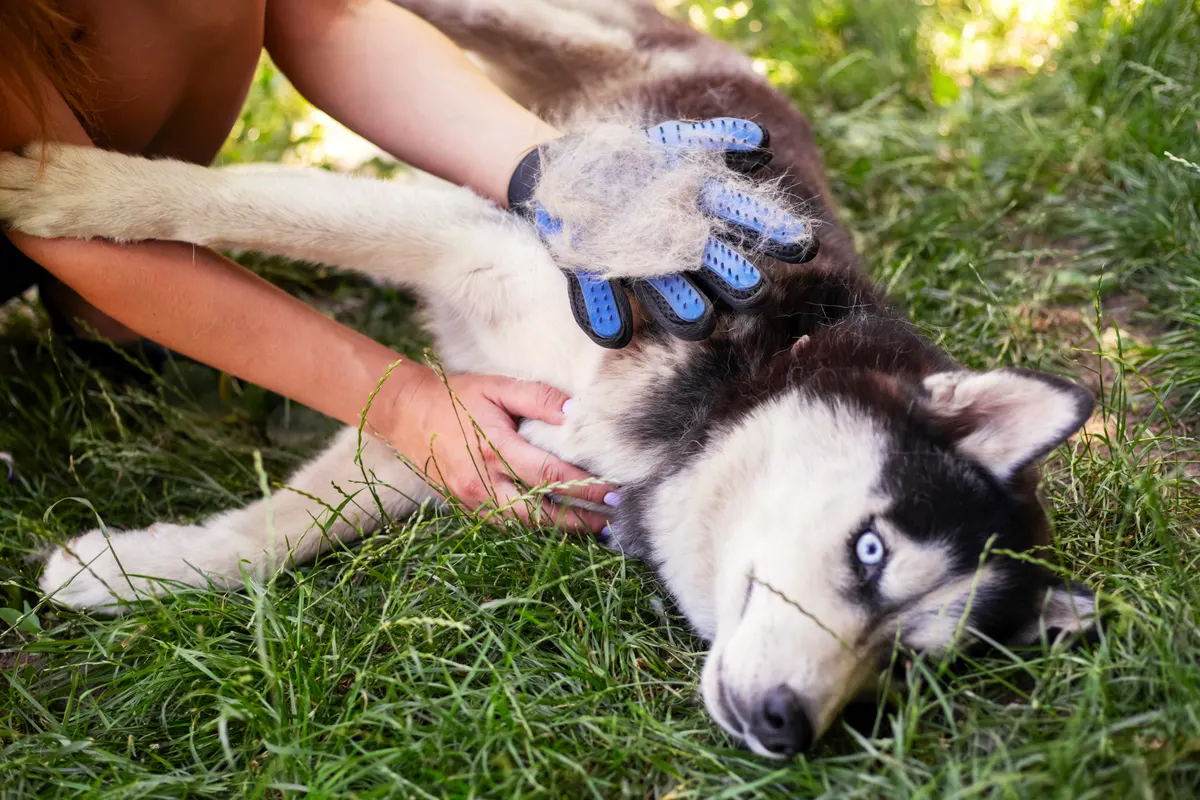Pet grooming product marketing agency: a playful Husky dog enjoys a grooming session on grass, with shed fur accumulating on glove.