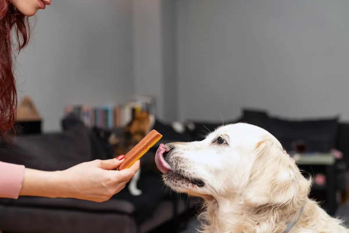 Pet supplement marketing agency: golden retriever dog licks pet ice cream. Pets friendly and care concept. Golden Retriever eating ice cream. dog licking fruit ice in the happy summer time. dog eating ice cream from owners hand.