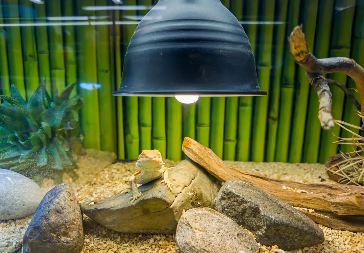 Reptile supply marketing agency: bearded dragon lizard under lamp in terrarium.