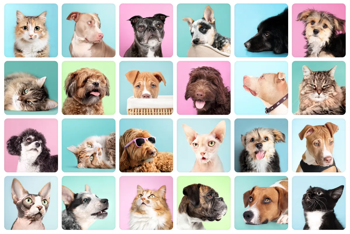 Custom pet portrait marketing agency: cat and dog portrait collection with color backgrounds.