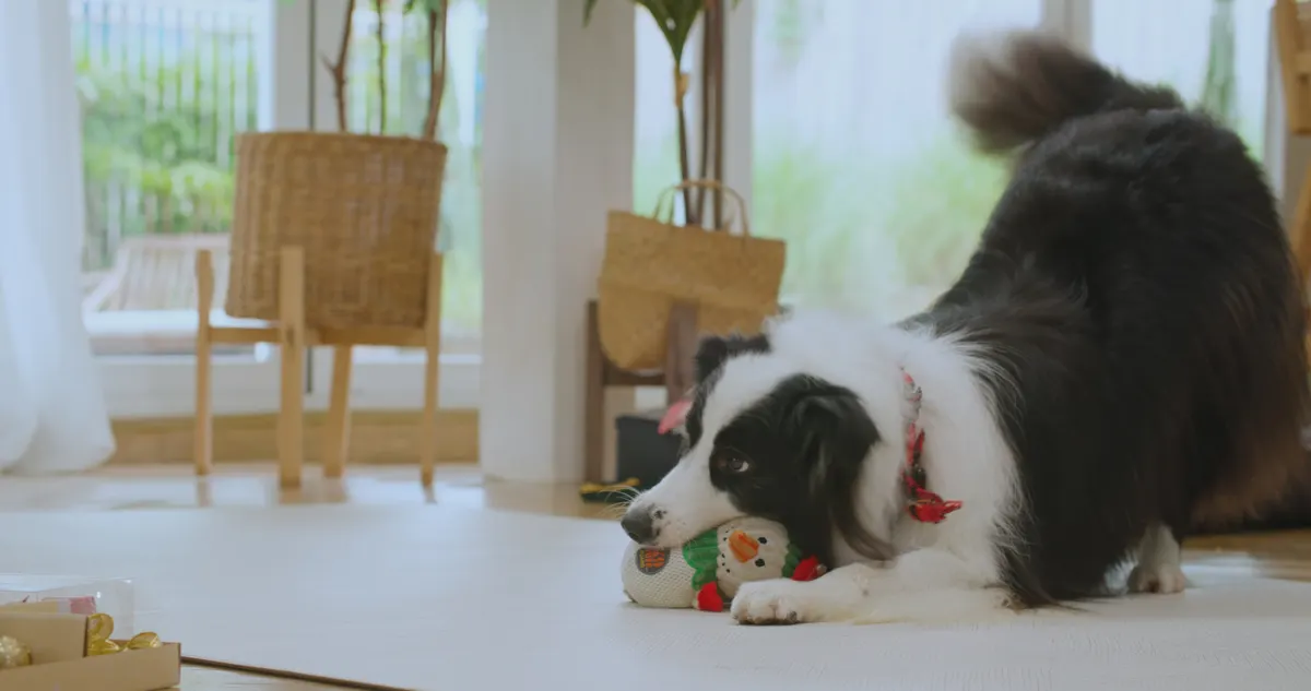 Pet subscription marketing agency: young asian woman enjoy decorating Christmas tree with dog at cozy house.